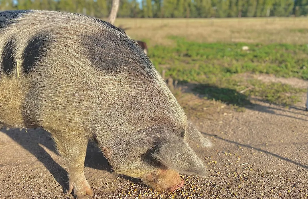 Affittacamere Soleluna-1